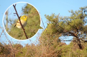 20160302　春の野鳥-1